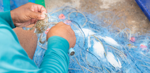 The fisherman takes a crab from the fisherman net, preparing to sell at the seafood market.