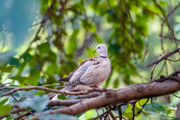 Crested Eye Pigeon, Ring necked Pigeon bird