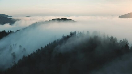 Morning fog landscape in mountains. Misty fog blowing over pine tree forest on hills. Sunrise nature scene. Spruce forest on a foggy day. Beautiful wild landscape. Cinematic drone flight aerial shot - Powered by Adobe