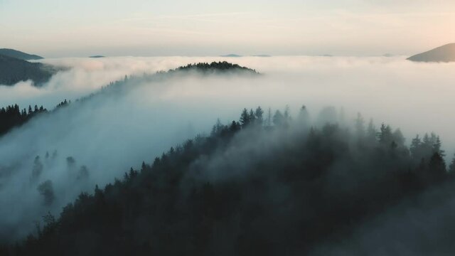 Morning fog landscape in mountains. Misty fog blowing over pine tree forest on hills. Sunrise nature scene. Spruce forest on a foggy day. Beautiful wild landscape. Cinematic drone flight aerial shot