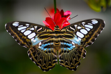 Colorful wings