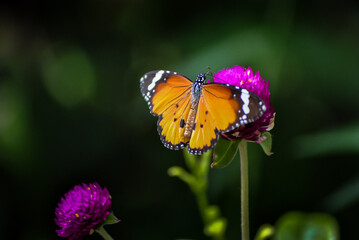 The yellow butterfly