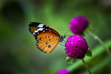 Queen of flowers