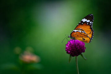 Fototapeta na wymiar Butterfly in motion