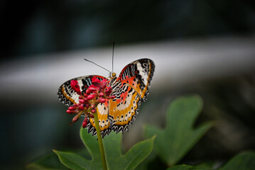 Wings and flowers