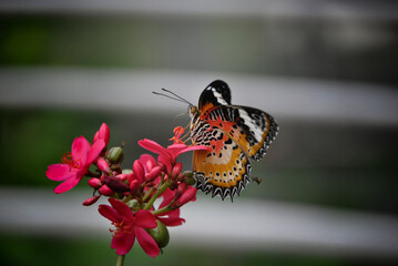 Happy butterfly