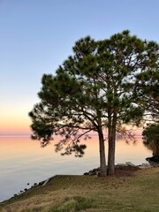 Fototapeta na wymiar pine tree with colorful sunset skies over bay water 