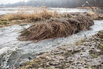 Frosted, old, broken, brown reed trunks in river Venta, Kuldiga, Latvia