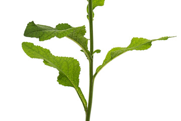 Leafs of foxglove closeup, lat. Digitalis, isolated on white background © kostiuchenko