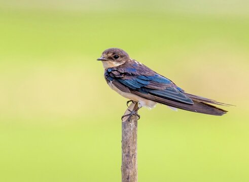 Barn Swallow in the wild in the middle of a paddy field sitting against a green background