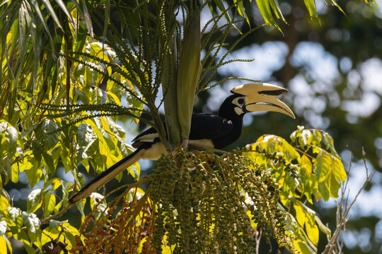 Oriental Pied Hornbill photographed in wild eating from a fruiting tree in a jungle
