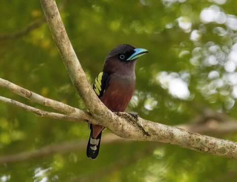 Banded Broadbill perched on a tree branch in the wild in a forest in malaysia