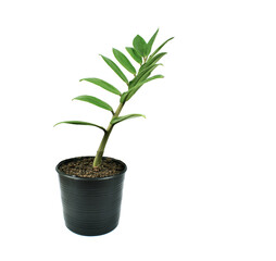 ZZ plant or Zamioculcas zamiifolia that growth in the pot on white floor