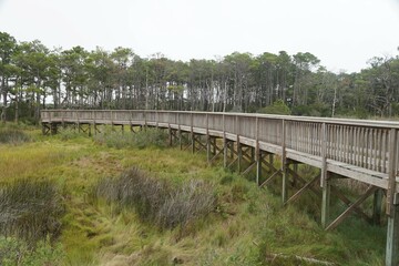 Fototapeta na wymiar The wooden boardwalk near Assateague Island, Maryland, U.S.A