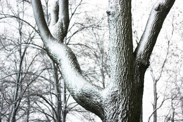 Snow-covered dark tall tree trunk with leafless branches and dark bark. Trees in the park, square,...