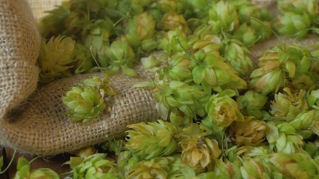 Raw hop flowers in bindle bag after agricultural activity. Beer production in ecological craft brewery. Develops innovative new hop varieties that have unique aromas, flavors and improved agronomics