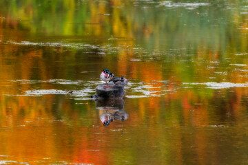 Wood ducks on stump middle of the water