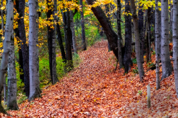 Trail covered with leaves in the Fall