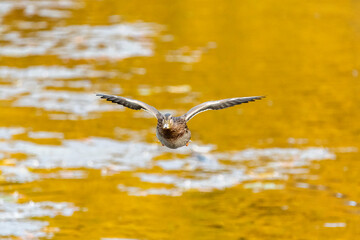 Female mallard duck flying forward