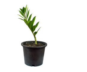 ZZ plant or Zamioculcas zamiifolia that growth in the pot on white floor