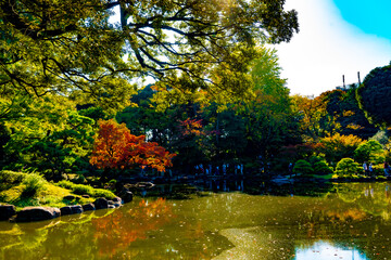 旧古河庭園の紅葉