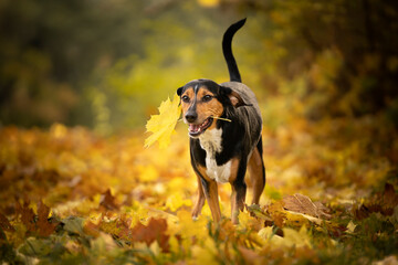 Szczęśliwy pies biegnie z jesiennym liściem w pysku - obrazy, fototapety, plakaty