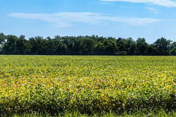 Obraz premium Green and Yellow Bean Field with Tree Line; a large field being farmed with bean plants, bright blue sky in late summer with wide view