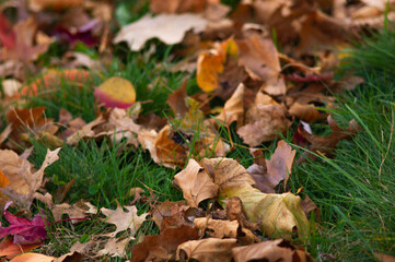 autumn leaves in the grass