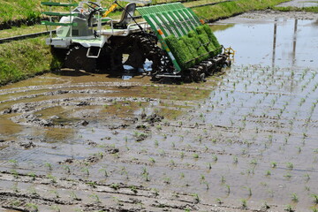 Fototapeta premium 田植え作業中の水田