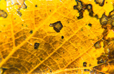 Texture of a yellow, orange, brown fallen autumn leaf, macro shot. Change of seasons concept. Bright orange natural leaves extreme close up. Beautiful detail of vivid foliage at autumn, fall time.