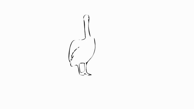 3331, 3332, 3333&hellip; Pelican at zoo counting his steps. Sketch. Transparent background.