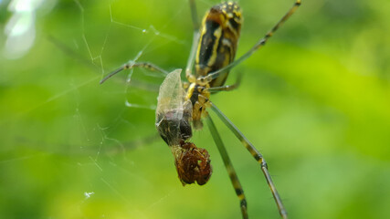 spider eating prey on the spider web