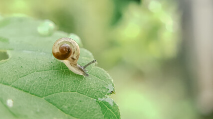 snails moving on the green leaf