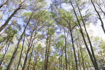 trees in a pine forest natural background