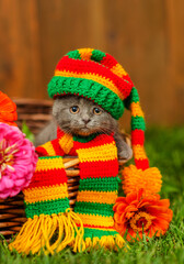 A small gray kitten lying in a basket full of multi-colored dahlias standing on the green grass of the lawn with a multi-colored cap on his head and a scarf around his neck.