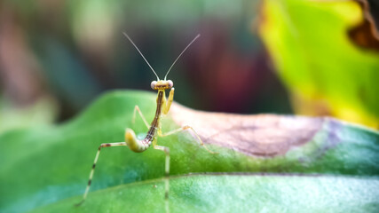 praying mantis on the green leaf