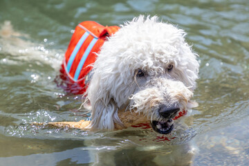 ゴールデンドゥードル