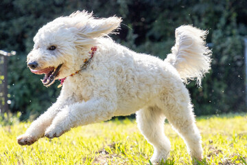 走るゴールデンドゥードル犬