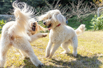 遊ぶゴールデンドゥードル