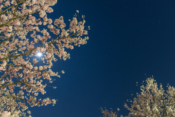 Fototapeta na wymiar 夜桜と月と星
