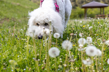 ゴールデンドゥードル犬とタンポポ