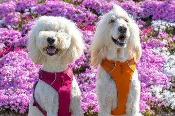 芝桜とゴールデンドゥードル犬