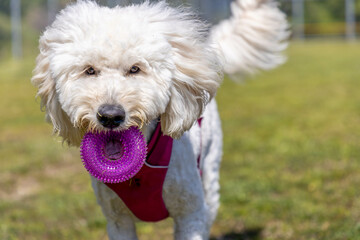 玩具で遊ぶゴールデンドゥードル