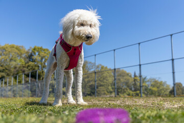 玩具を見るゴールデンドゥードル犬