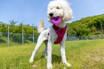 玩具を咥えるゴールデンドゥードル犬