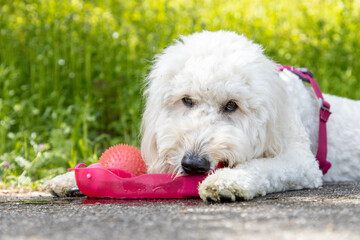 水を飲むゴールデンドゥードル