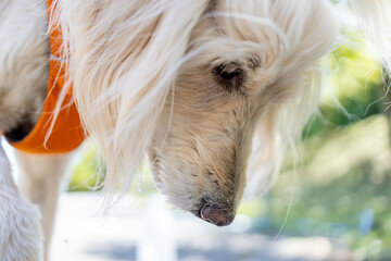 ゴールデンドゥードル犬横顔