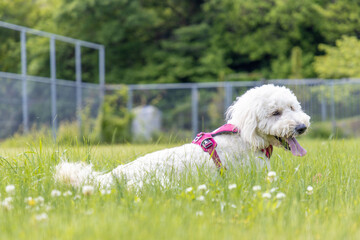 寝そべるゴールデンドゥードル犬