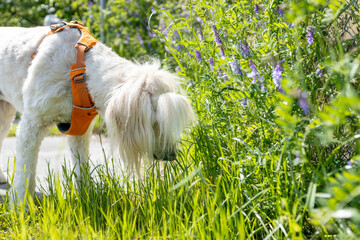 ゴールデンドゥードル犬横顔