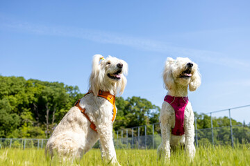 ゴールデンドゥードル犬二頭